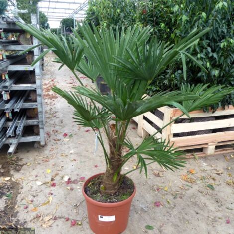 Trachycarpus wagnerianus | Palma Unica per Acquirenti Esigenti