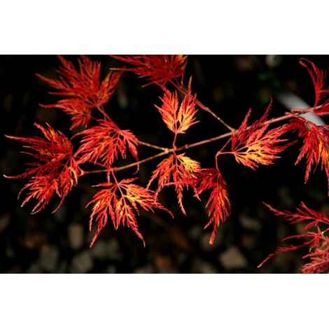 Acero rosso giapponese "Acer palmatum dissectum Emerald Lace" pianta in vaso 11 cm