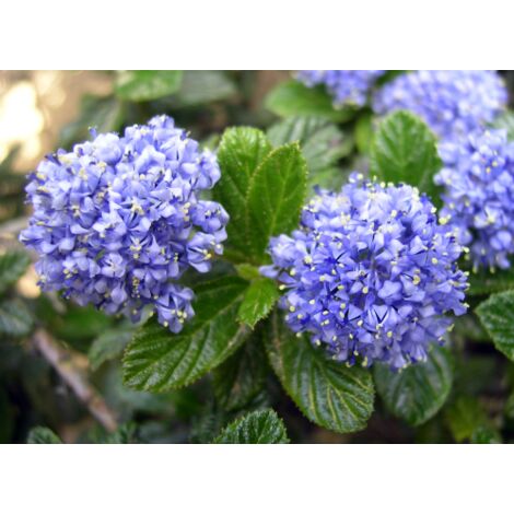 Ceanothus Thyrsiflorus Repens - Set Di 2 – FloraStore - 9