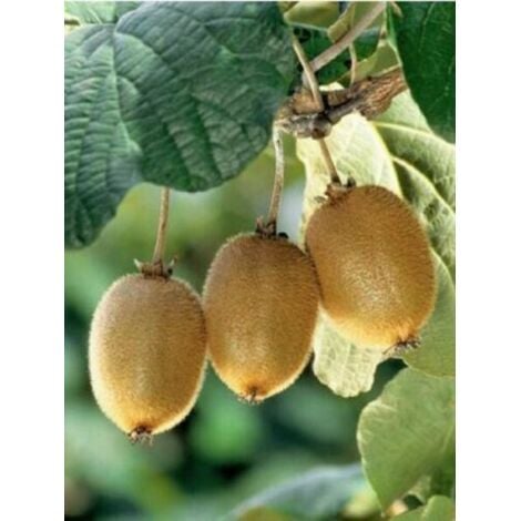 Pianta Di Kiwi Jenny Autofertile - Vaso ø11 Cm, Vivaio Di Castelletto | Per Frutti Dolci E Zuccherini - Foto 8