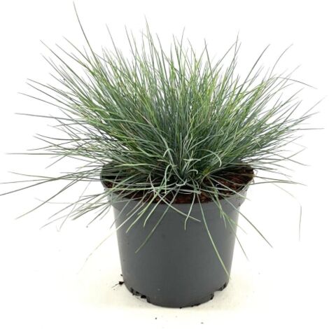 Festuca blu "Festuca glauca Elijah Blue" graminacee ornamentali pianta in vaso 14 cm