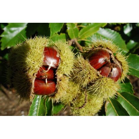 Castagno comune "Castanea sativa" innestata da 3/4anni vaso  25 cm h 150/180 cm (1/4)