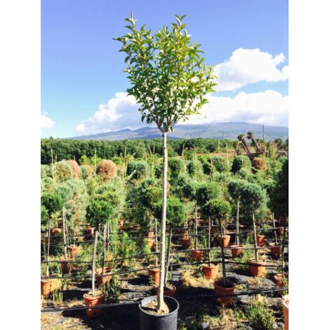 Ligustro giapponese "Ligustrum japonicum rotundifolium" pianta ad alberello in vaso Ă¸40 cm h. 140 cm cfr. tronco 13/18 cm