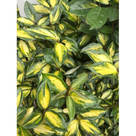 Eleagno variegato "Eleagnus x ebbingei Limelight" pianta a palla in mastello 55 cm h. 130/140 cm (1/4)