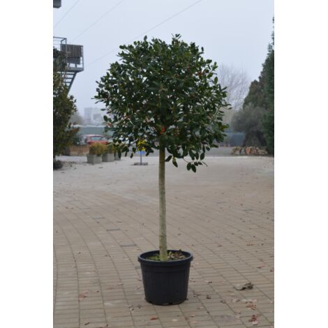 Ilex myrtifolia "Nellie R. Stevens" pianta ad alberello esemplare in vaso 50 cm h. 180/200 cm FOTO REALI