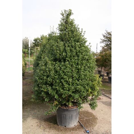 Semi Di Agrifoglio Inglese (Ilex Aquifolium) - Albero Sempreverde, Per Siepi O Esemplare Singolo