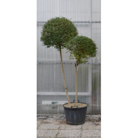 Ligustro "Ligustrum jonandrum" pianta a doppio alberello in mastello  45 cm h. 160/180 cm FOTO REALI