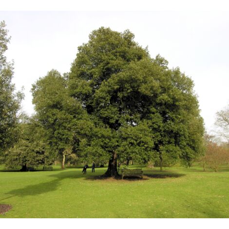 Leccio Elce "Quercus ilex" pianta sempreverde esemplare in mastello 60 cm h. 3,5 mt