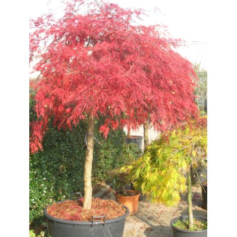 Acero rosso giapponese "Acer palmatum dissectum" pianta in mastello 290 lt h. 120/130 cm cfr. 33 cm