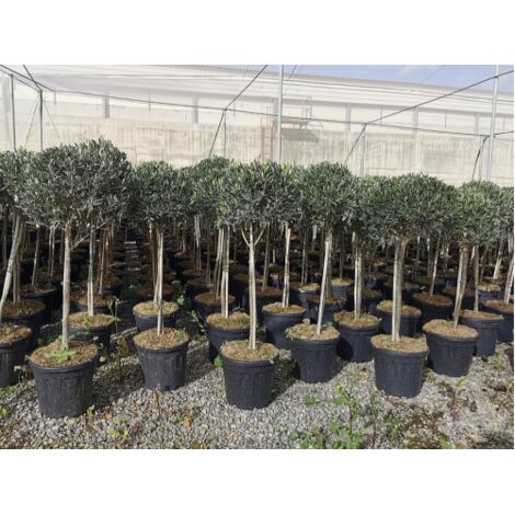 Ulivo Olivo varieta' Leccino "Olea europea" bellissimi esemplari ad alberello cfr tronco 9/11 cm pianta in mastello ø40 cm h. 150/200 cm FOTO REALI