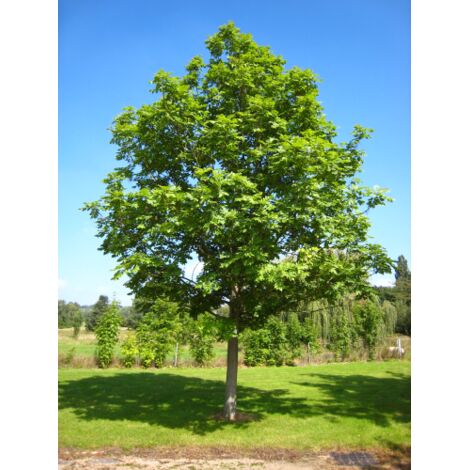 Frassino comune "Fraxinus excelsior" pianta a cespuglio in mastello  50 cm h. 120/140 cm cfr. tronco 24/26 cm