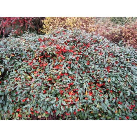 3 piante di Cotognastro a foglia di salice "Cotoneaster salicifolius" pianta in vaso ø9 cm
