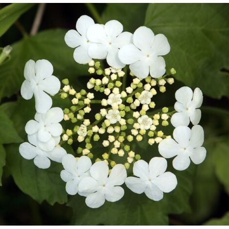 Viburno palla di neve "Viburnum opulus compactum" pianta da siepe in vaso  19 cm
