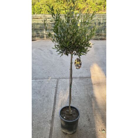 Ulivo Olivo "Olea europea" pianta ad alberello in vaso 22 cm h. 70/80 cm FOTO REALI