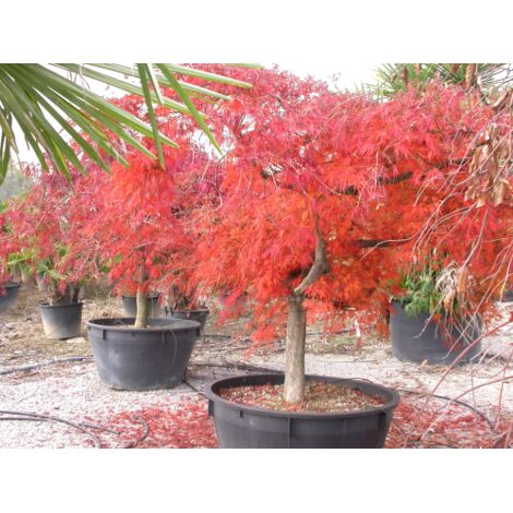 Acero rosso giapponese "Acer palmatum dissectum"  pianta in mastello 290 lt h. 160/180 cm cfr. 33/36 cm