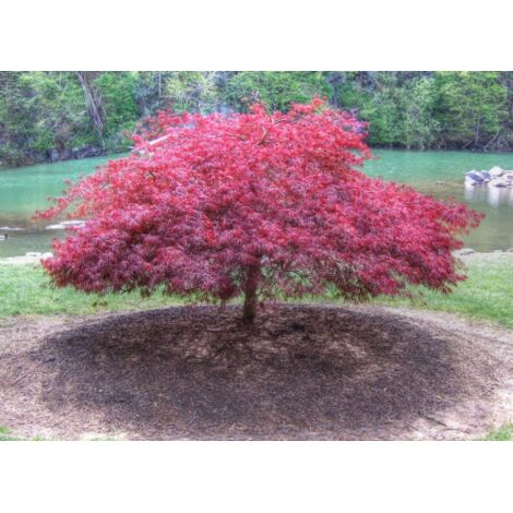 Acero rosso giapponese "Acer palmatum dissectum" pianta in mastello 180/230 lt h. 130/150 cm cfr. 27/30 cm