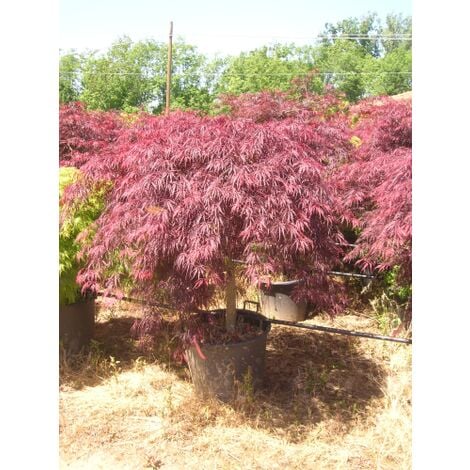 Acero rosso giapponese Acer palmatum dissectum pianta in mastello 80 cm h.  180/200 cm cfr.