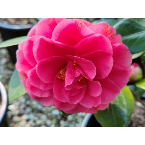 Camelia giapponese "Camellia japonica" 3 piante in vaso 9 cm COLORI CASUALI