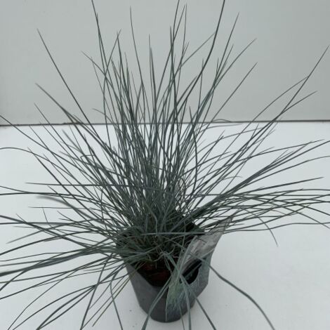 Festuca blu "Festuca glauca Elijah Blue" graminacee ornamentali pianta in vaso 9 cm