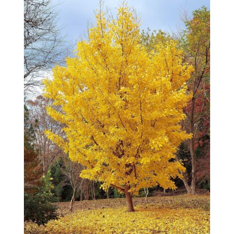 Ginkgo biloba 3 piante in vaso 9x9 cm h. 40/60 cm