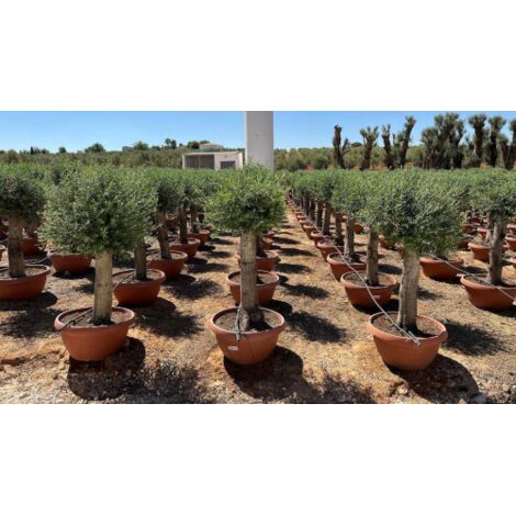 Ulivo olivo "Olea europea" bonsai in ciotola da 90 lt crf tronco 40/60 cm FOTO REALI