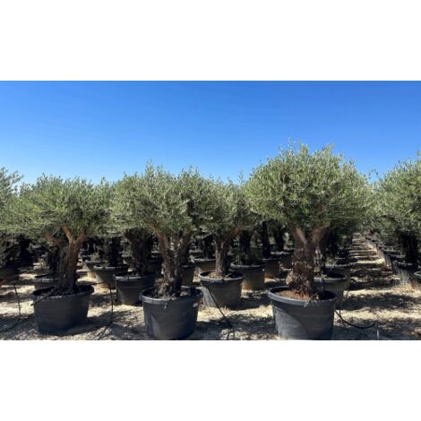 Ulivo olivo "Olea europea" bonsai ramificato in mastello da 285 lt cfr. tronco 80/100 cm FOTO REALI