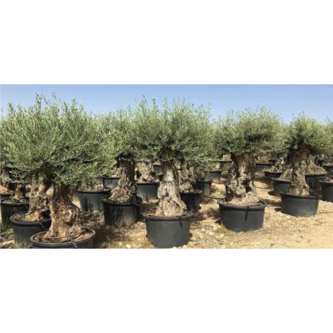 Ulivo olivo "Olea europea" bonsai in mastello da 285 lt cfr. tronco 80/100 cm FOTO REALI