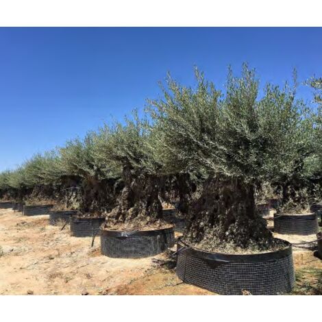Ulivo olivo "Olea europea" bonsai in mastello da coltivazione cfr. tronco 200/250 cm FOTO REALI