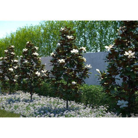 Magnolia Stellata In Vaso - Pianta Giapponese, Altezza 170-200 Cm, Da Vivaio Castelletto - Foto 10