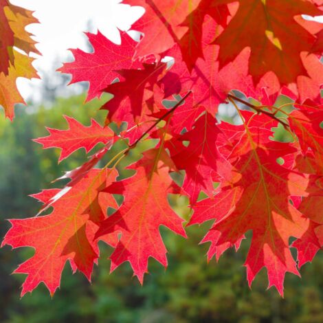Quercia rossa americana "Quercus rubra" quercia scarlatta pianta in vaso 19 cm h 120/150 cm