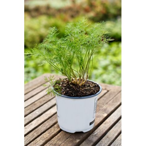 Aneto "Anethum graveolens" pianta aromatica in vaso  14 cm