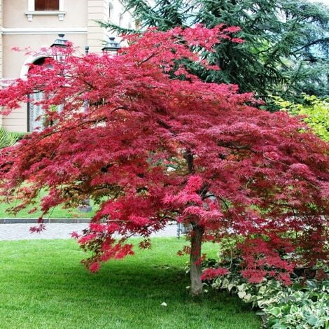 Acero rosso giapponese Acer palmatum Fireglow pianta in vaso ø29 cm  Vivaio di Castelletto