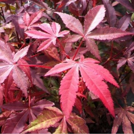 Acero rosso giapponese Acer palmatum atropurpureum pianta in vaso 19 cm