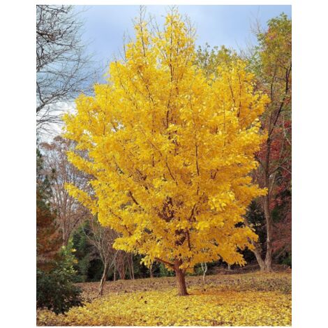 Ginkgo biloba pianta in vaso ø19 h. 150/200 cm