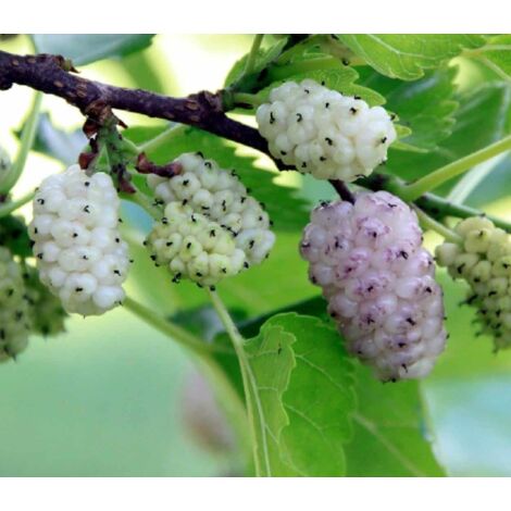 Gelso nano molto produttivo - Morus rotundiloba 'Mojo Berry' – Secret Garden Plant Shop