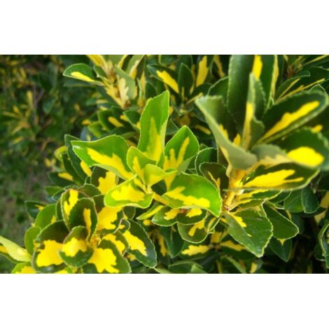 3 piante di Evonimo giapponese "Euonymus Japonicus Aureopictus" pianta da siepe sempreverde in vaso 9 cm