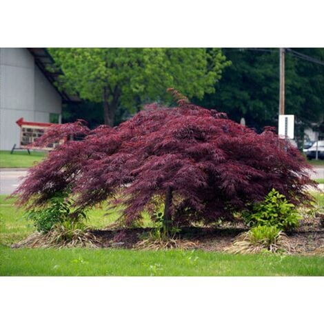 Acero rosso giapponese Acer palmatum dissectum Garnet pianta in vaso ø18  cm