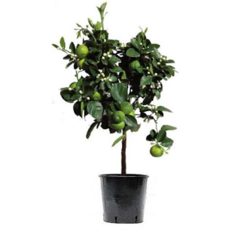Lime "Citrus aurantifolia" "Limetta messicana" pianta adulta innestata in vaso ø22 cm