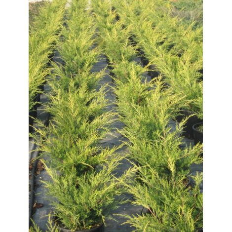 Ginepro Gold Star In Vaso ø11cm - Pianta Tappezzante Giallo-Oro - Foto 6