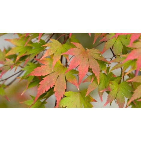 Acero palmato e Acero Giapponese - Acer palmatum e Acer japonicum 
