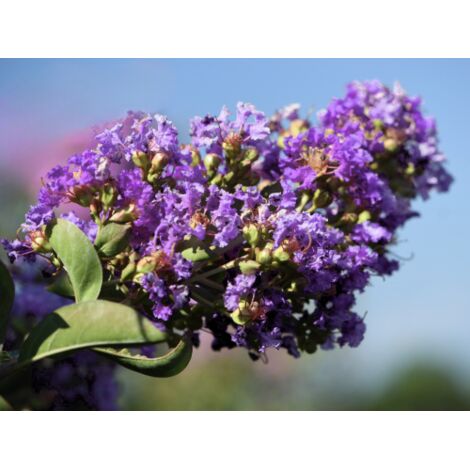 Lagerstroemia indica viola "Powhatan" pianta in vaso 13 cm