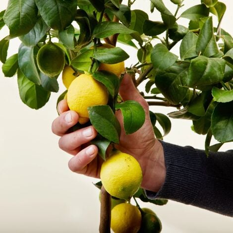 Limone lunario "Citrus limon" limone 4 stagioni pianta in vaso  22 cm Agrumi di Sicilia