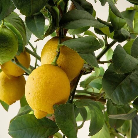 Limone lunario "Citrus limon" limone 4 stagioni pianta in vaso  22 cm Agrumi di Sicilia