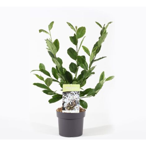 Magnolia Stellata In Vaso - Pianta Giapponese, Altezza 170-200 Cm, Da Vivaio Castelletto - Foto 12