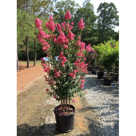 Lagerstroemia indica pianta a cespuglio in vaso 36 H 120/150 cm COLORI MISTI