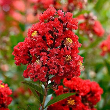Lagerstroemia Indica Rosea - Pianta Da Esterno In Vaso 7x7cm, Vivaio Di Castelletto - Foto 14
