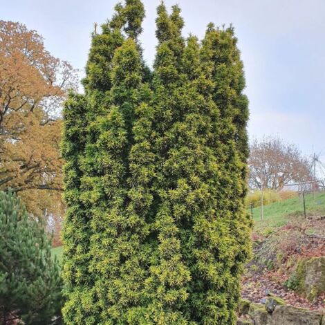 Tasso Comune (Taxus Baccata) In Vaso ø10 Cm - Pianta Da Siepe Sempreverde, Altezza 20/30 Cm, Da Vivaio Di Castelletto - Foto 6