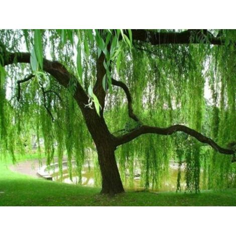 Salice piangente tortuoso "Salix Babylonica Tortuosa" pianta in vaso 2 litri h 150/180 cm