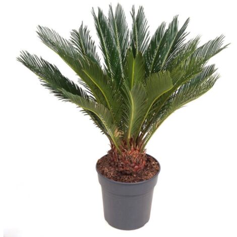 Palma giapponese Cicas "Cycas revoluta" pianta in vaso 25 cm