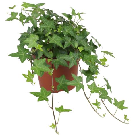 Edera comune "Hedera Hibernica" 3 piante rampicanti sempreverdi in vaso  9 cm